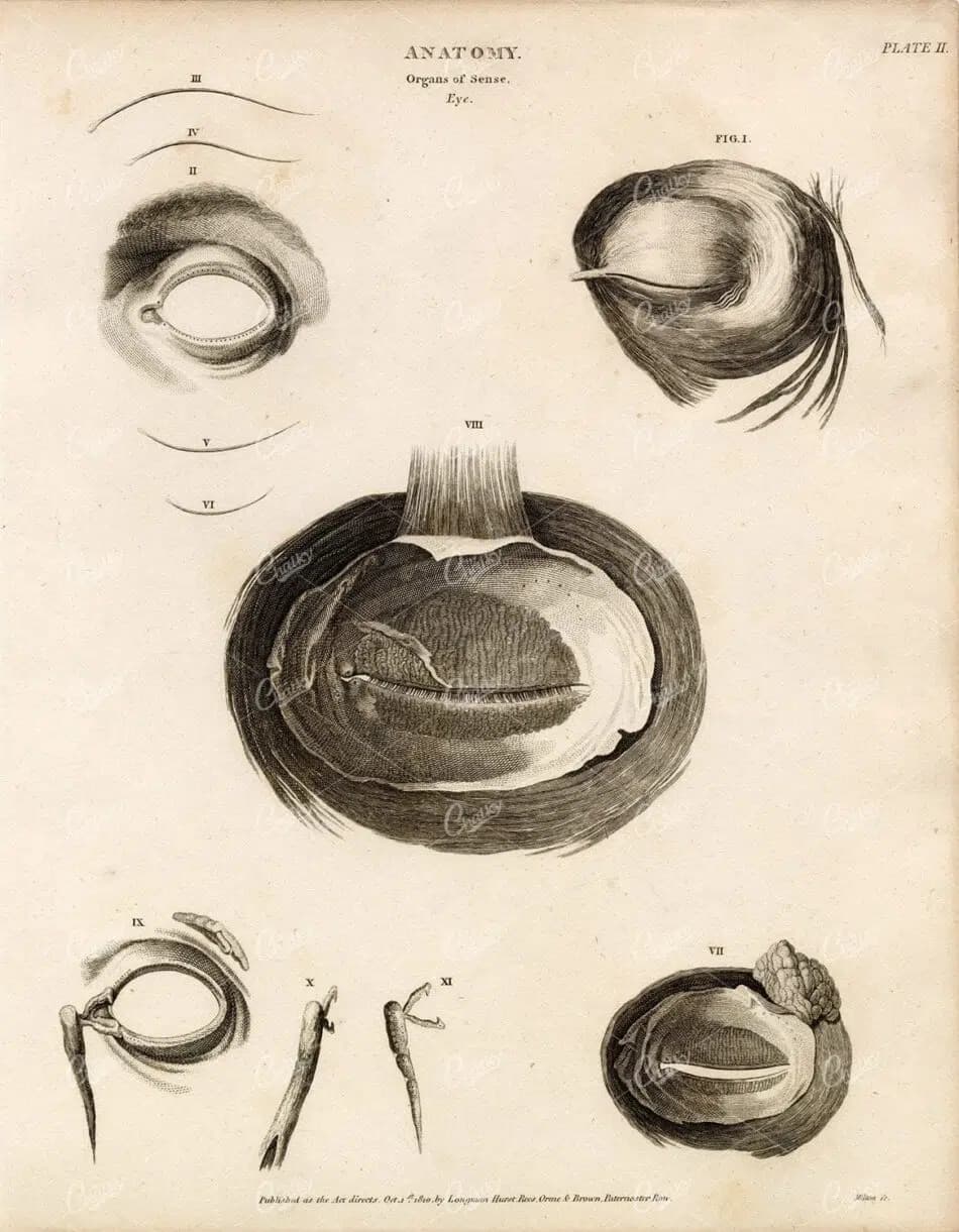 An engraved anatomical plate of the human eye, its lids and muscles